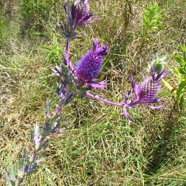 Eryngium leavenworthii Λουλούδι