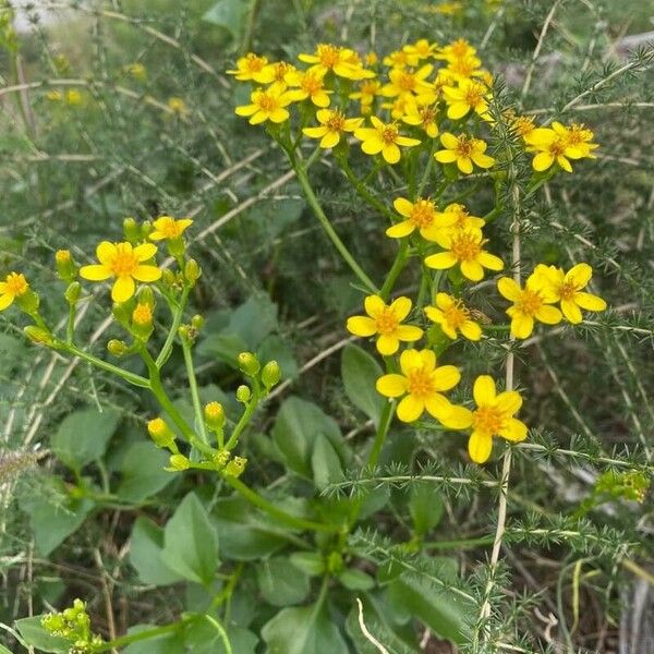 Senecio angulatus Kukka