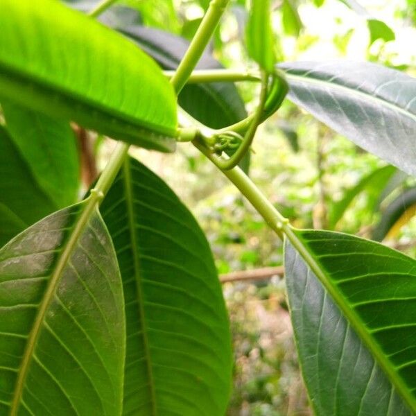 Sapium glandulosum Leaf