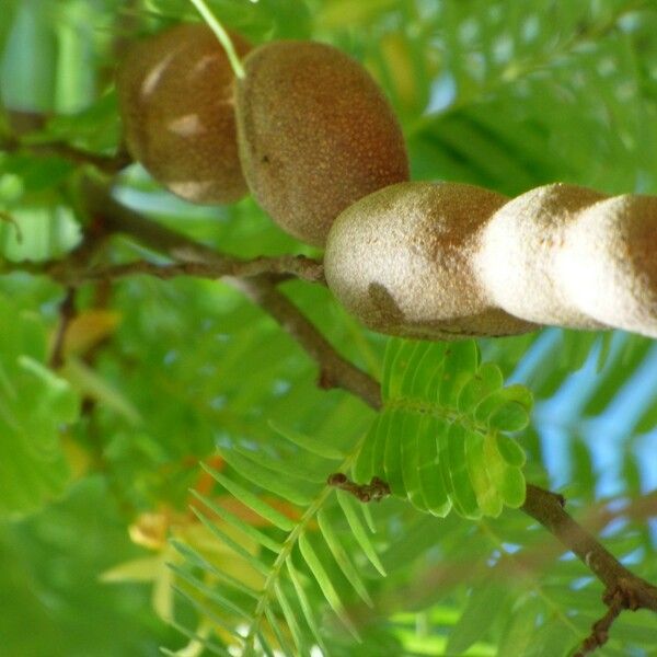 Tamarindus indica Fruit