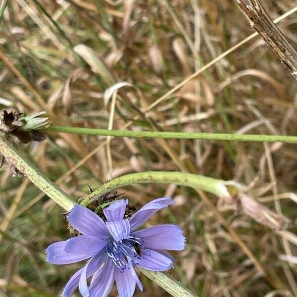 Cichorium endivia 花