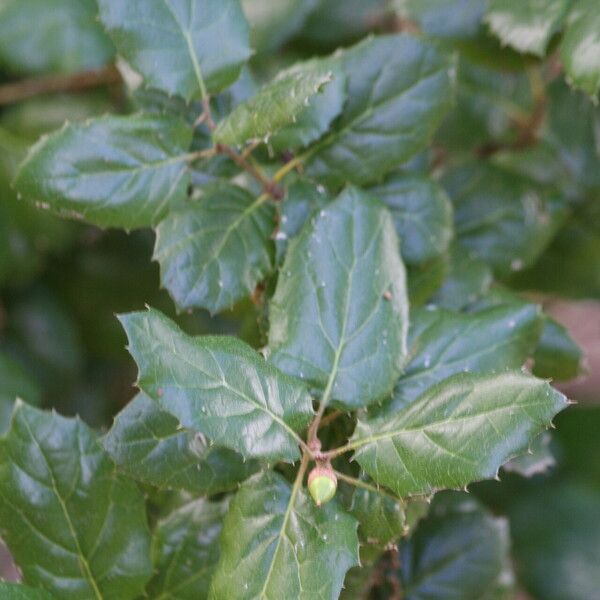 Quercus agrifolia ᱥᱟᱠᱟᱢ