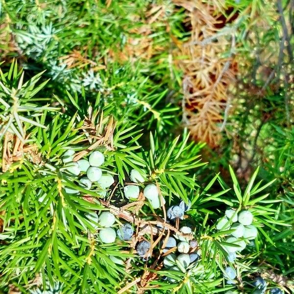 Juniperus communis Плід