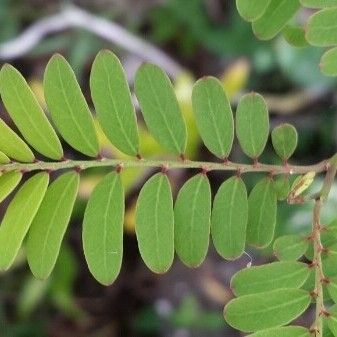 Phyllanthus casticum Leaf