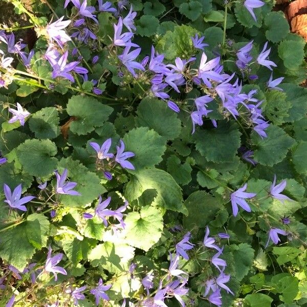 Campanula poscharskyana Habit