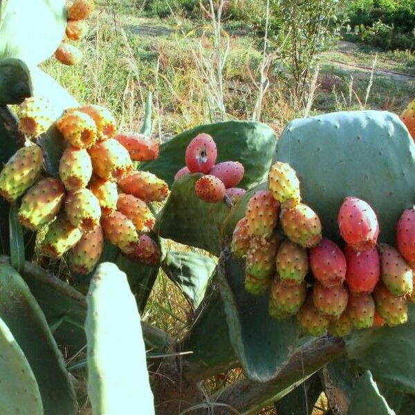 Opuntia ficus-indica Fruto