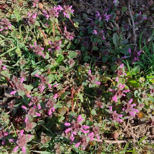 Lamium hybridum Kukka