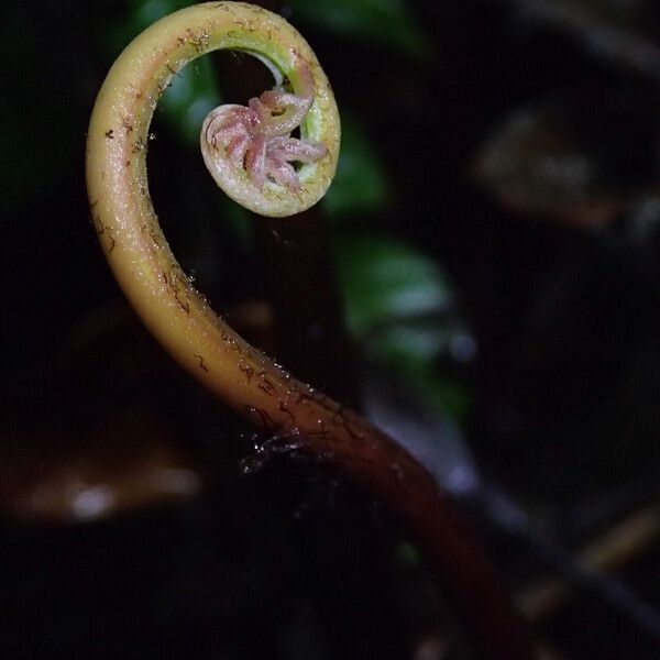 Pteris catoptera Folla