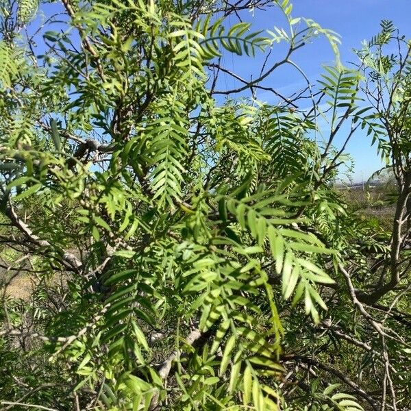 Schinus molle Leaf