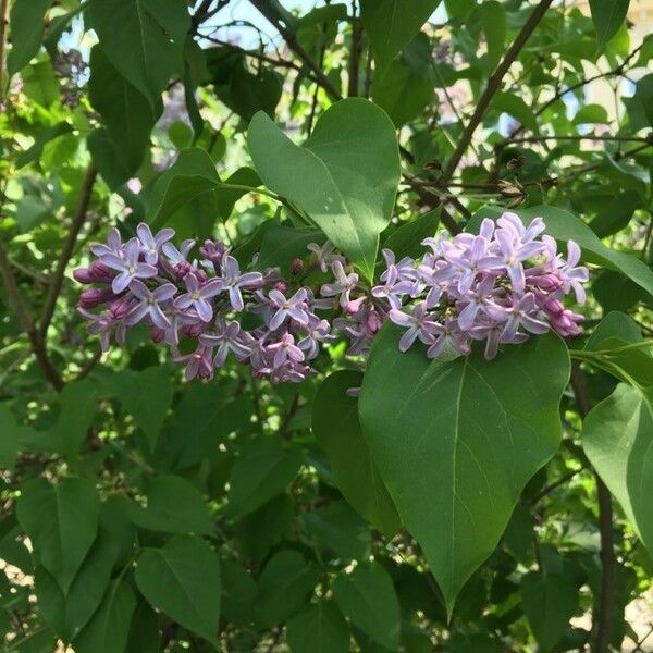 Syringa vulgaris പുഷ്പം