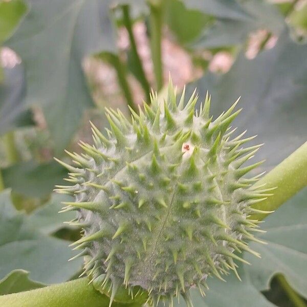 Datura stramonium ഫലം