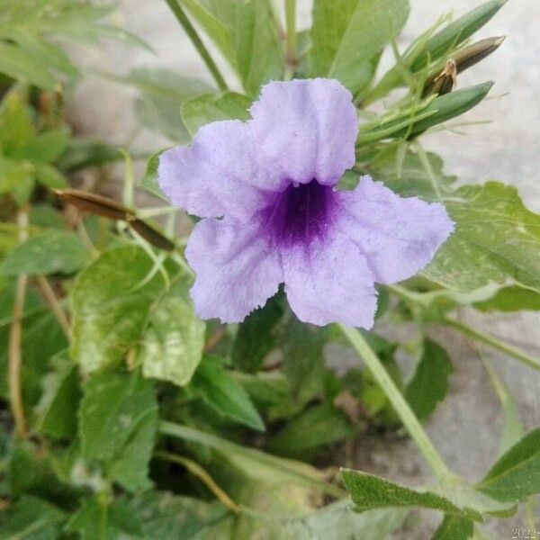 Ruellia tuberosa Blüte