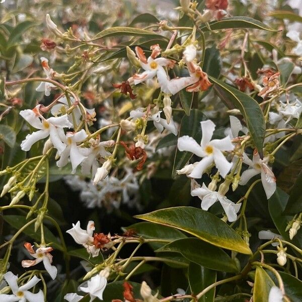 Trachelospermum jasminoides Fleur