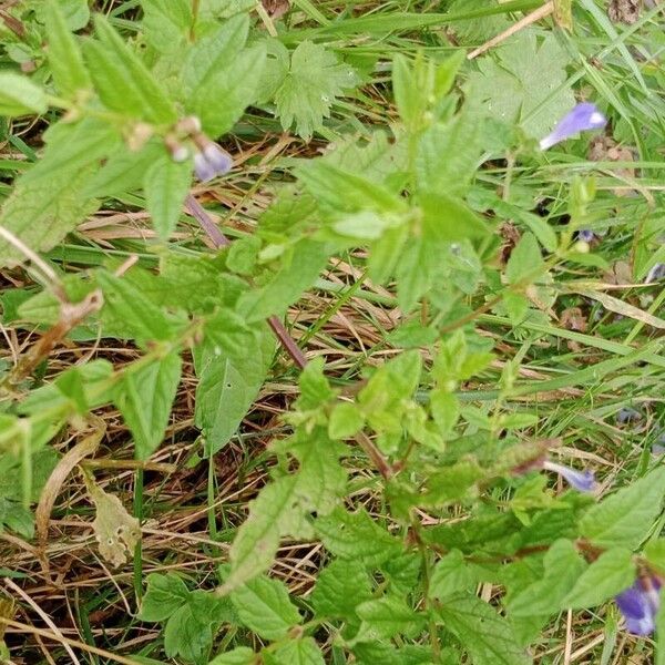 Scutellaria galericulata Hostoa