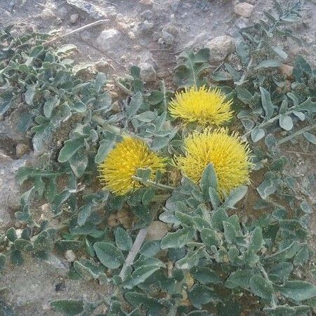 Centaurea eriophora ফুল