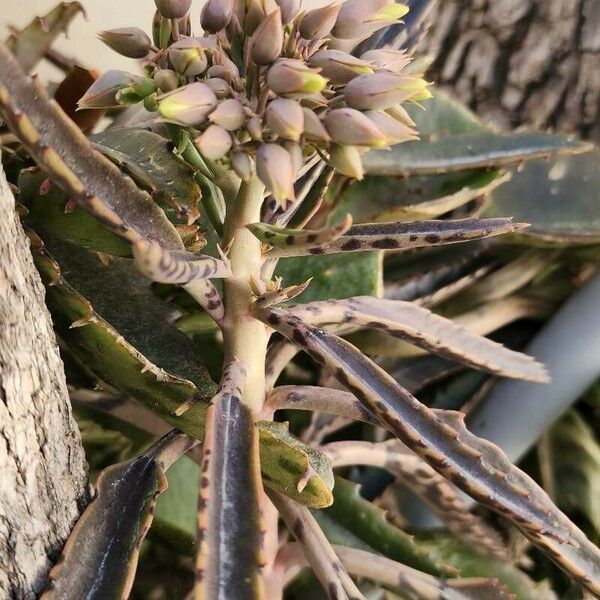 Kalanchoe serrata Habitus