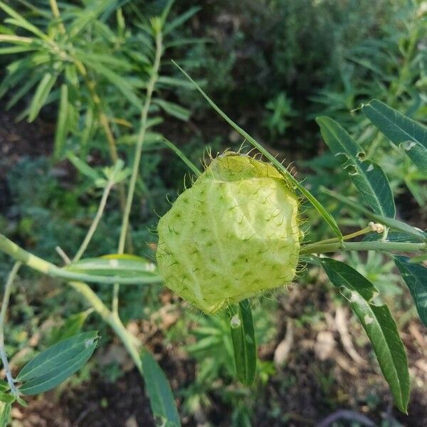 Gomphocarpus fruticosus Fruit