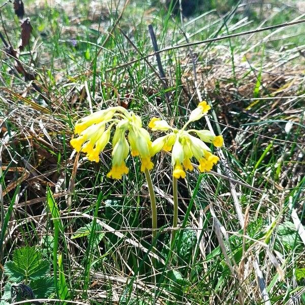 Primula veris Flower