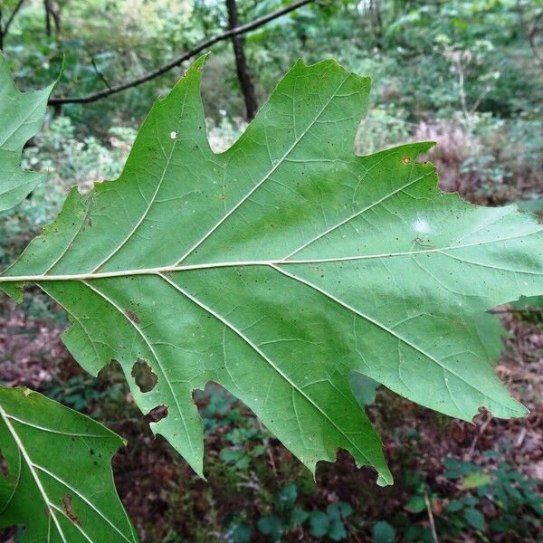 Quercus velutina Blad