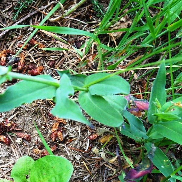 Silene vulgaris Feuille