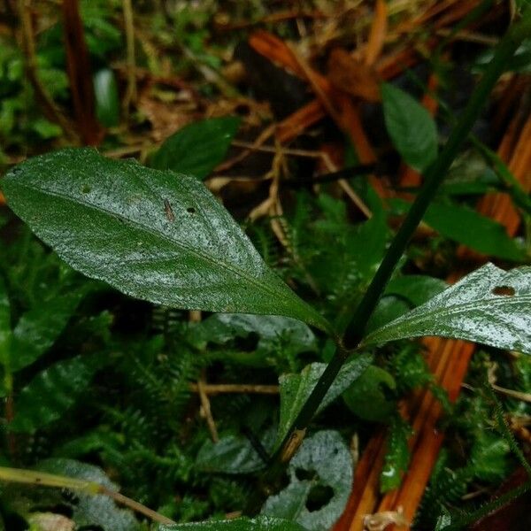 Dianthera comata Leaf