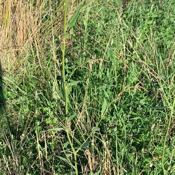 Atriplex micrantha Blomst