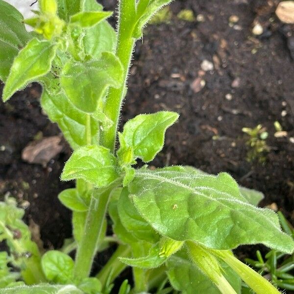 Nicotiana alata Habitus