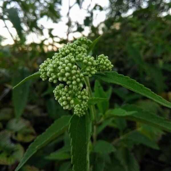 Eupatorium perfoliatum Lorea