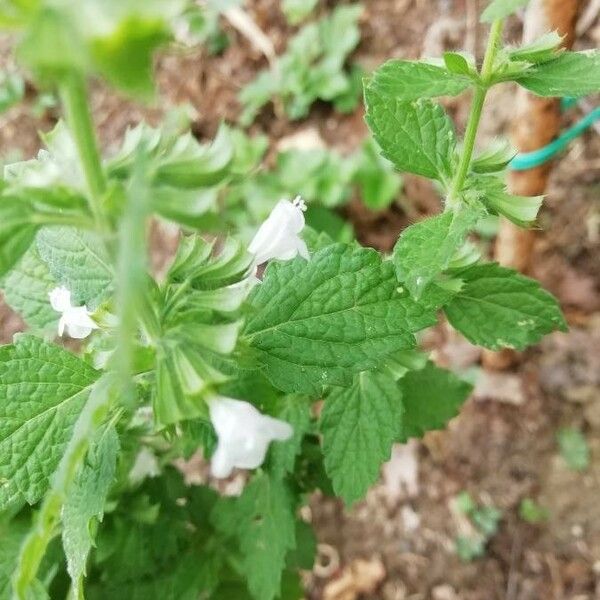 Melissa officinalis Flower