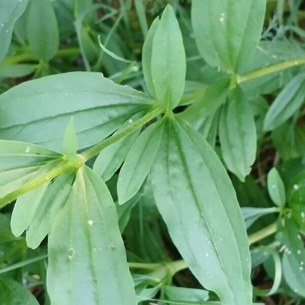 Saponaria officinalis Folha