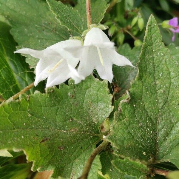 Campanula alliariifolia Flower