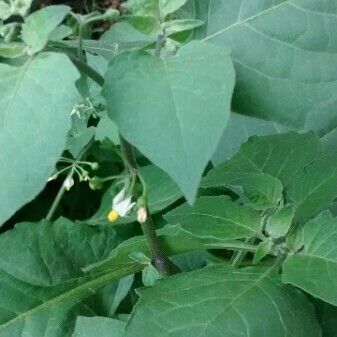 Solanum americanum 葉