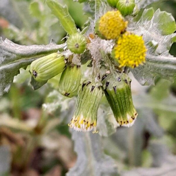 Senecio vulgaris Floare