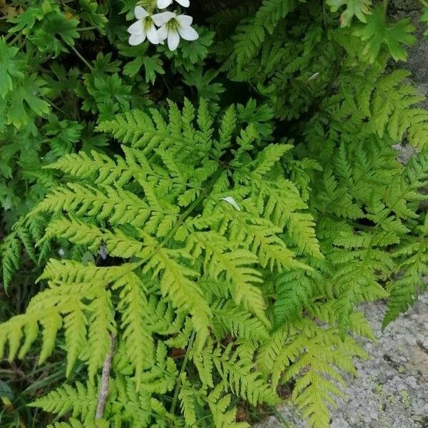 Gymnocarpium dryopteris Folha