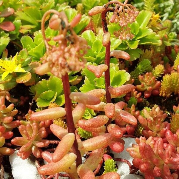 Sedum album Flower