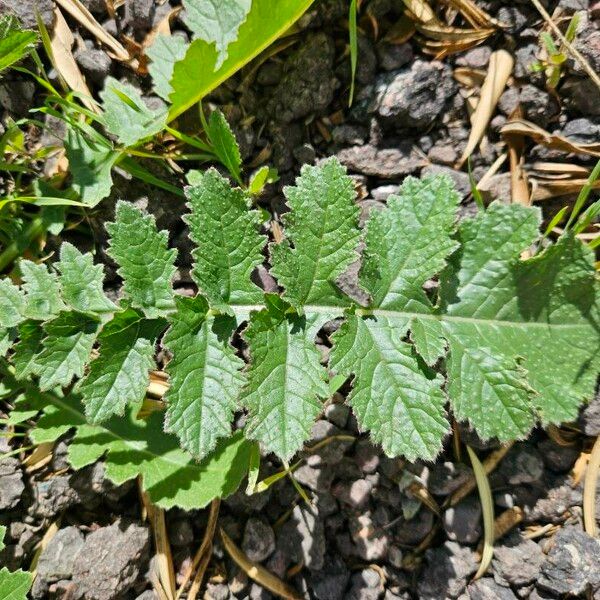 Brassica tournefortii Leaf