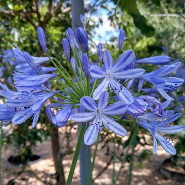 Agapanthus africanus Кветка