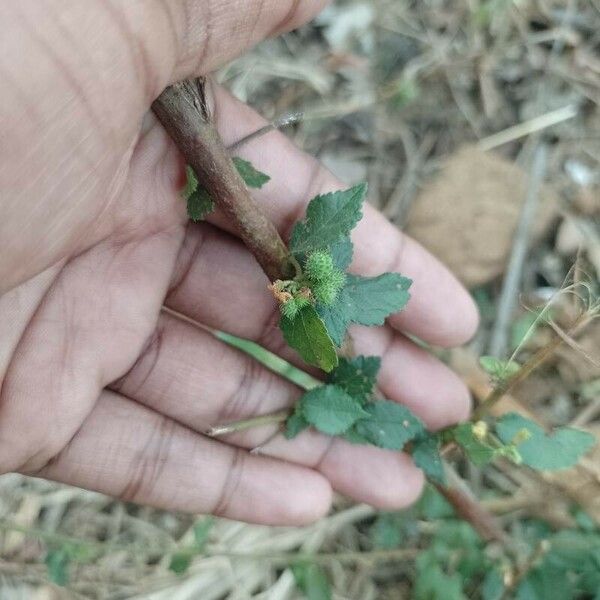 Triumfetta rhomboidea Fruto