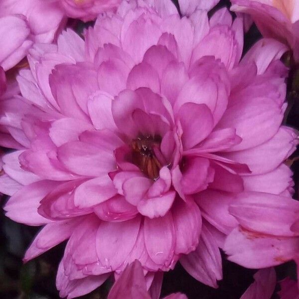 Chrysanthemum x grandiflorum Blomst