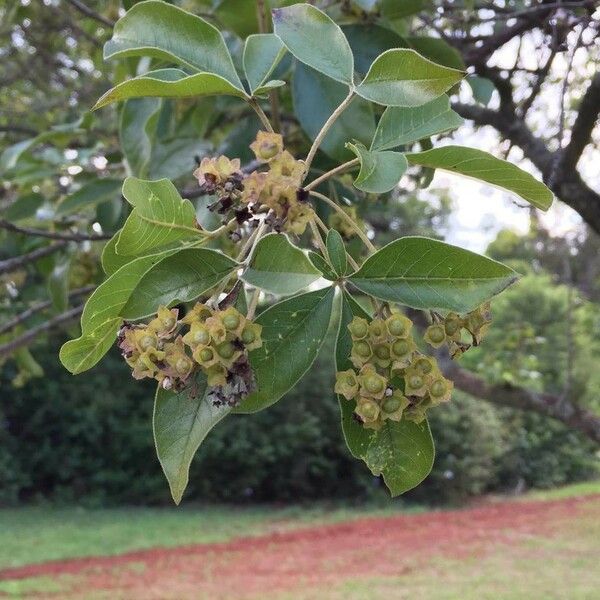 Vitex rehmannii Blomst