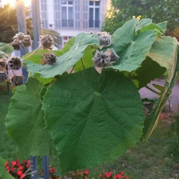 Abutilon grandifolium Blatt