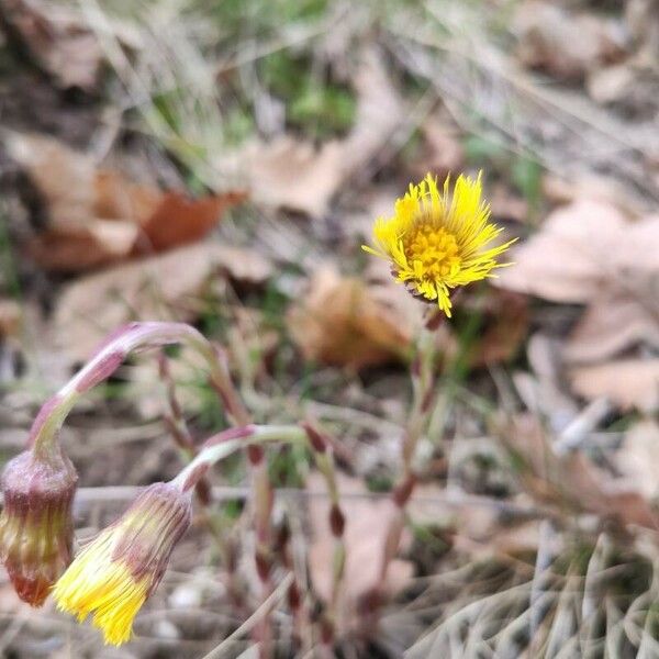 Tussilago farfara ফুল