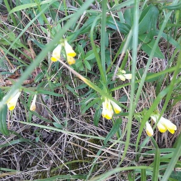 Melampyrum pratense Blomst