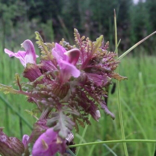 Pedicularis palustris Flor