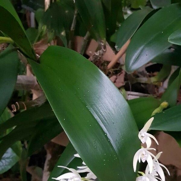 Dendrobium speciosum List