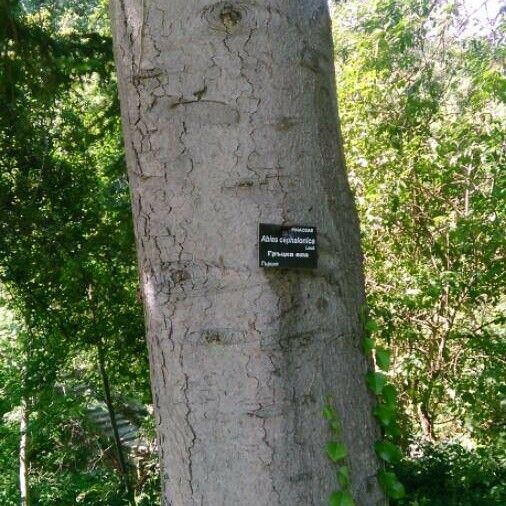 Abies cephalonica خشب