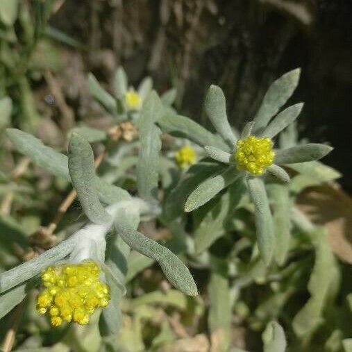 Pseudognaphalium affine Blomst