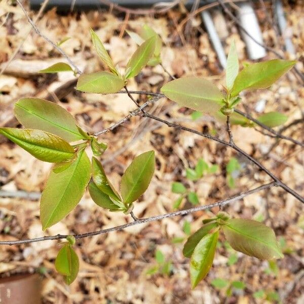 Prunus serotina Листок