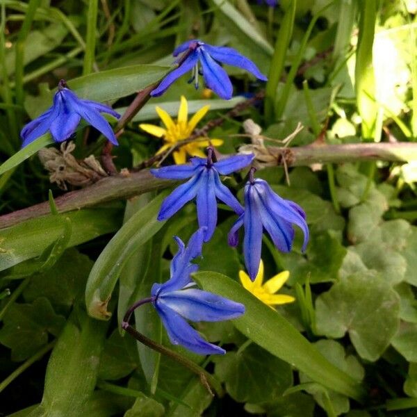 Scilla bifolia Цветок