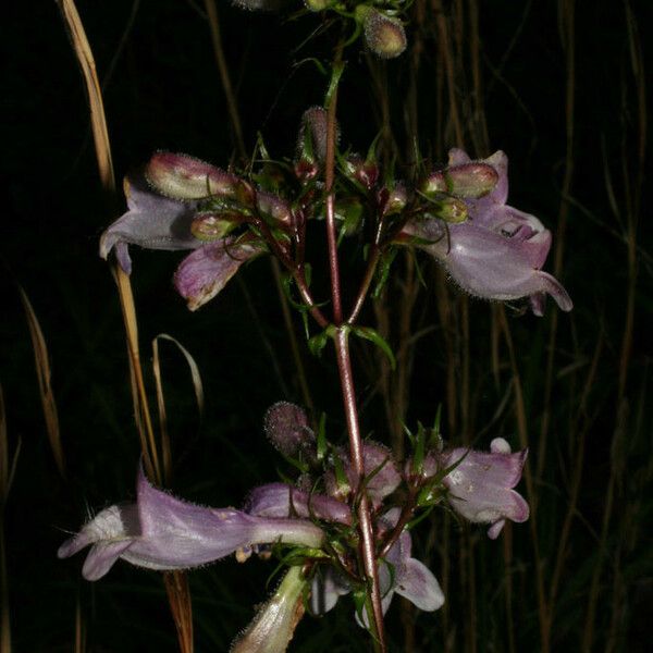 Penstemon calycosus অভ্যাস